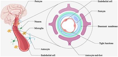 Stroke-induced damage on the blood–brain barrier